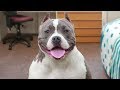 Funny American Bully Videos Funny American Bully Videos