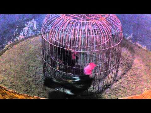 Hình ảnh trong video ga chay long (Anh Minh)