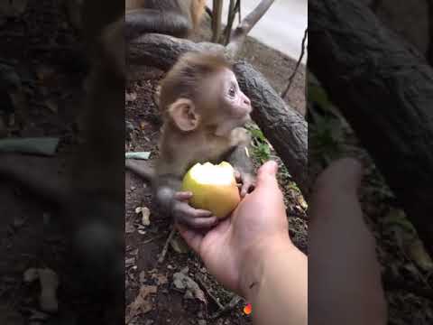 Funny monkey videos