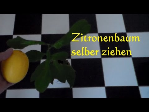 Download Zitronenbaum selber ziehen züchten pflanzen so wirds gemacht Zitronenkern einpflanzen