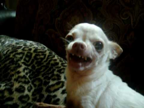 Evil Chihuahua Growling 2 - YouTube