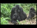 Gorillas mating footage Rwanda - World Primate Safaris