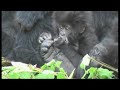Gorillas mating footage Rwanda - World Primate Safaris