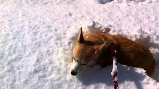 新雪にダイブするコーギー