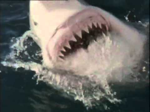 Shark Attack 3 Megalodon Worst CGI - YouTube