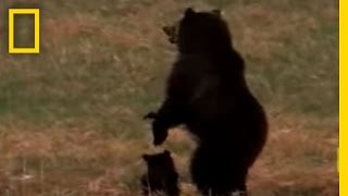 Wolves vs. Grizzly Bears