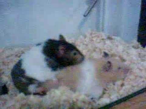 hamsters have sex hamsters have sex