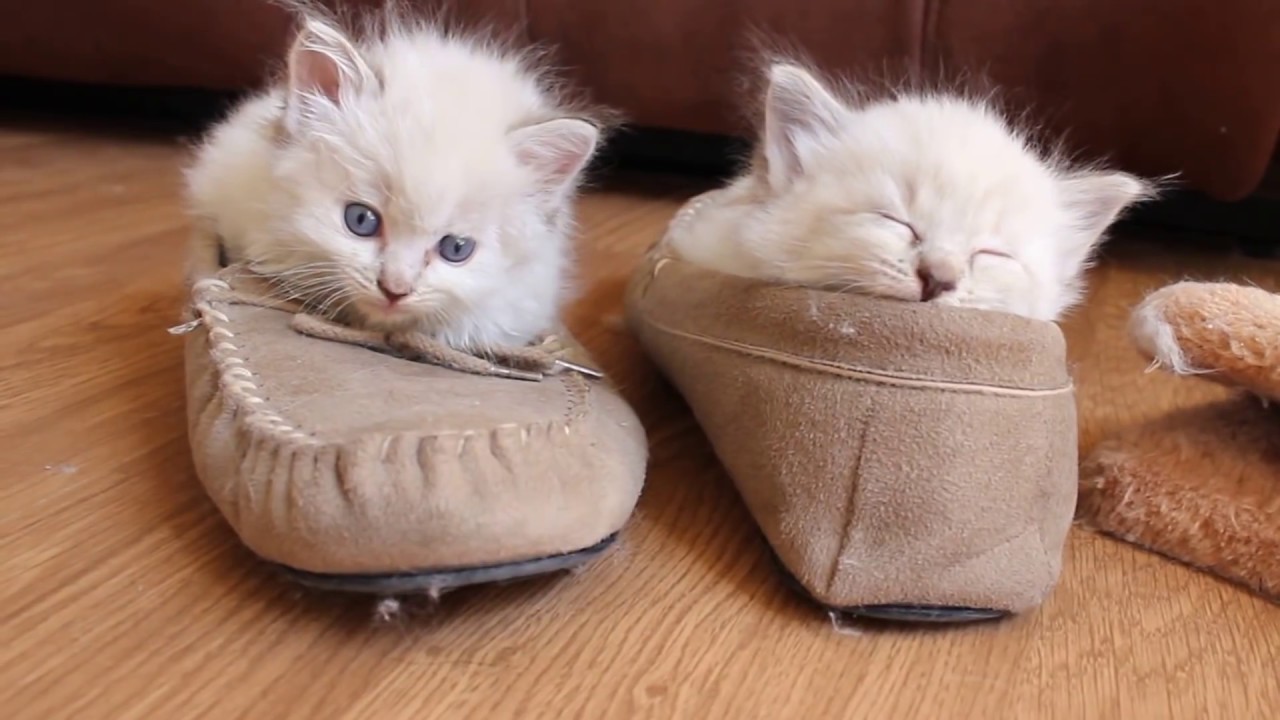 Sleepy slipper kittens! YouTube