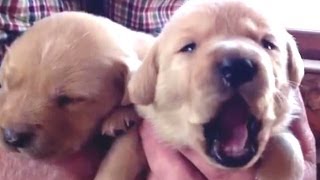 Funny Cute Baby Animals Yawning Compilation 2014 [NEW]