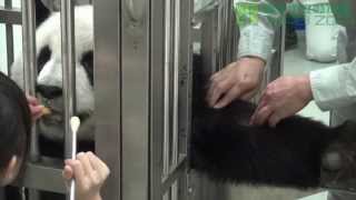 圓仔五個月健檢 Baby Giant Panda Yuan Zai's 5 Months Old Health Examination