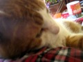 Un rien amuse mon Garfield.