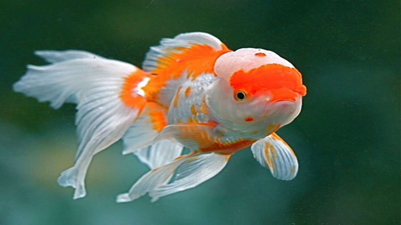Chinese Red Cap Oranda Goldfish (Brain Fish) YouTube