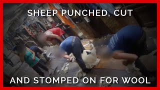 Sheep Punched, Stomped on, Cut for Wool