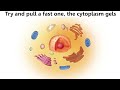 Cells Cells - Parts of the Cell Rap