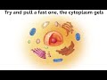 Cells Cells - Parts of the Cell Rap
