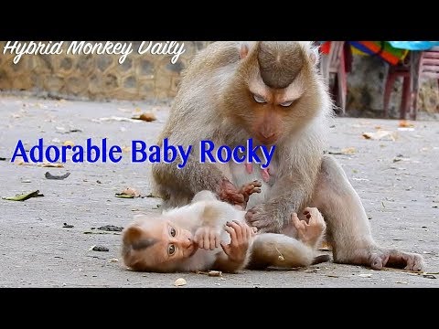 So Sweet Funny Baby Rocky Lay Down On The Cement Floor Let Mama Rozy Grooming So Adorable