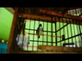 Burung Kapas Tembak VS Love Bird album artwork