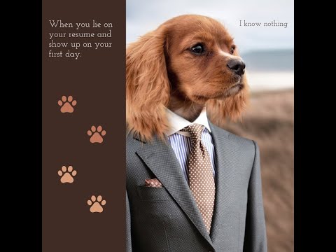 (IMPOSSIBLE) TRY NOT TO LAUGH - FUNNY ANIMAL COMPILATION