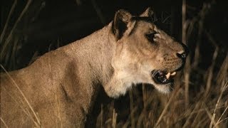 Hippo vs. Lions