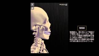 teamLabBody　顎関節の動き（Movement of Jaw Joint）