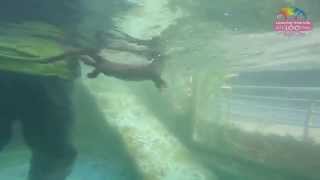 夏夜動物運動競賽 水獺兄弟潛泳相伴 Otter Diving