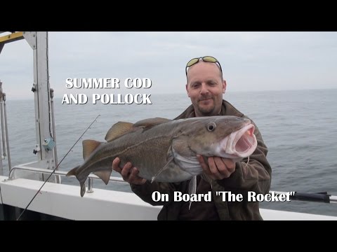 Summer Cod and Pollock fishing on board The Rocket Poole Dorset