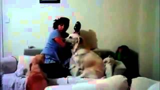 아이 때리려는 엄마 막는 개 ( Dog preventing mom from punished boy )