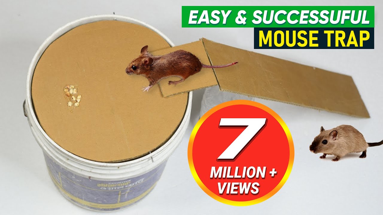 best mice traps to use