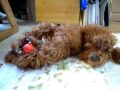 かわいい犬 トイプードル 小さい！！・ω・