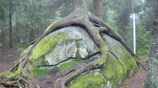 Баб Мороз Нового Года - ААннелы СолоИНК