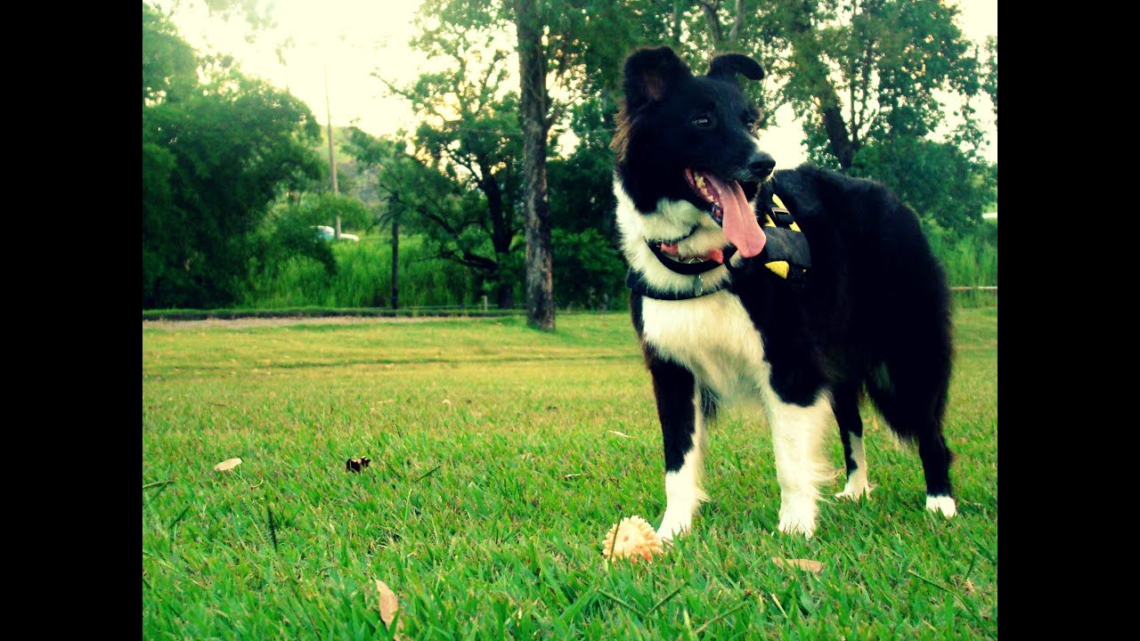 Cani Cross - Border Collie - YouTube Cani Cross - Border Collie - YouTube