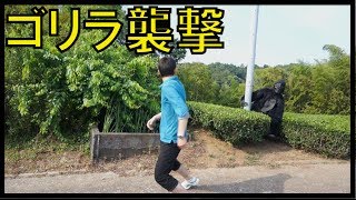 【恐怖】ゴリラ襲撃ドッキリ Gorilla Prank