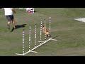 Small Dog Agility - 2013 Purina® Incredible Dog Challenge® Las Vegas
