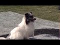Small Dog Agility - 2013 Purina® Incredible Dog Challenge® Las Vegas