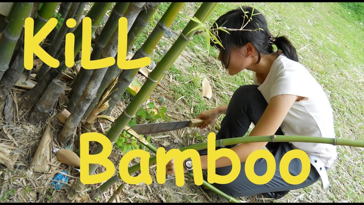 HOW TO GET RID OF BAMBOO from your yard! YouTube