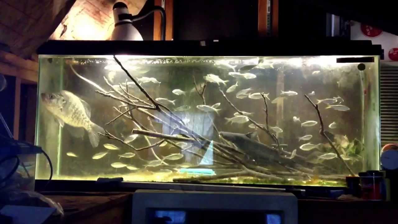 My Crappie, bluecat, perch, and shad Aquarium YouTube