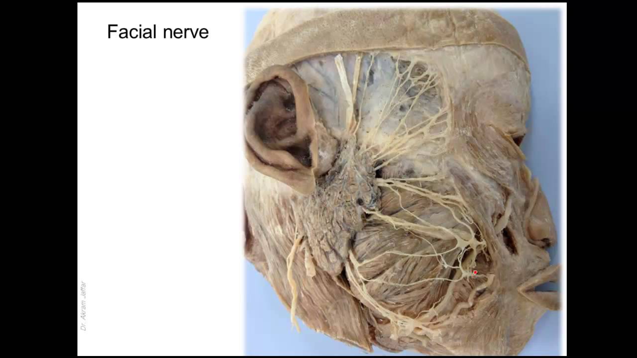 Blood and nerve supply of the face - outline - YouTube