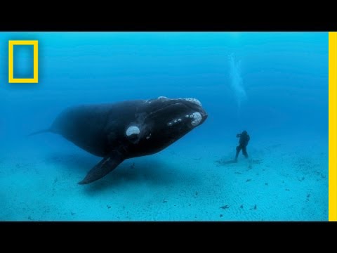 National geographic youtube uk jobs