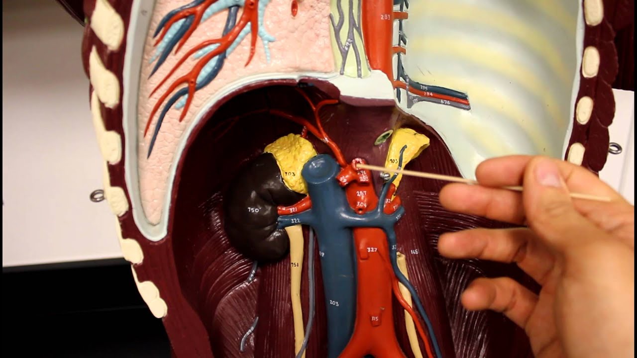CIRCULATORY SYSTEM ANATOMY: Systemic circulation arteries of the torso