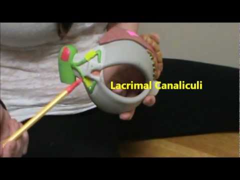 Eye Anatomy - YouTube