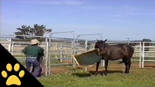 Stubborn Horse Doesn't Like His Saddle