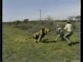 Lion attack hunting safari Africa