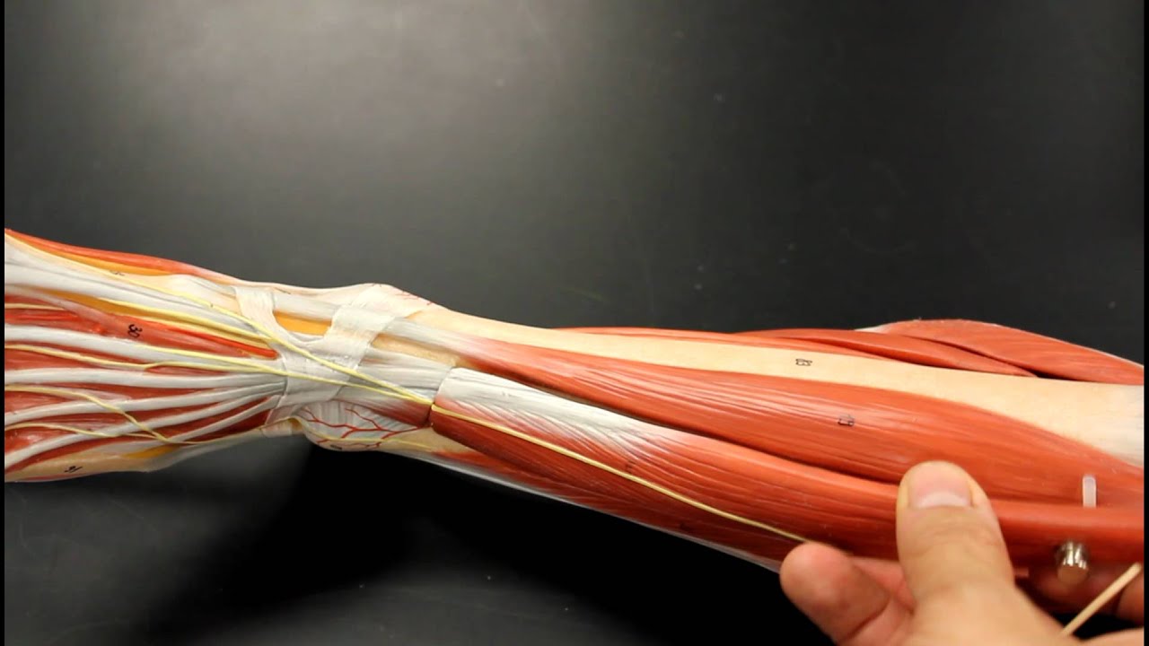 MUSCULAR SYSTEM ANATOMY: Anterior leg muscles model description. Somso