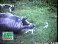 Anaconda se come vivo a un hipopótamo