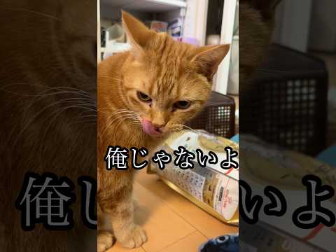アメショ猫の癒しの日常と遊び風景 サムネイル