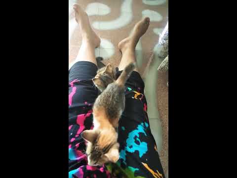 Whatt???😦😦mpus lagi apa coba , funny cat super gemesss 😍😍😍😍