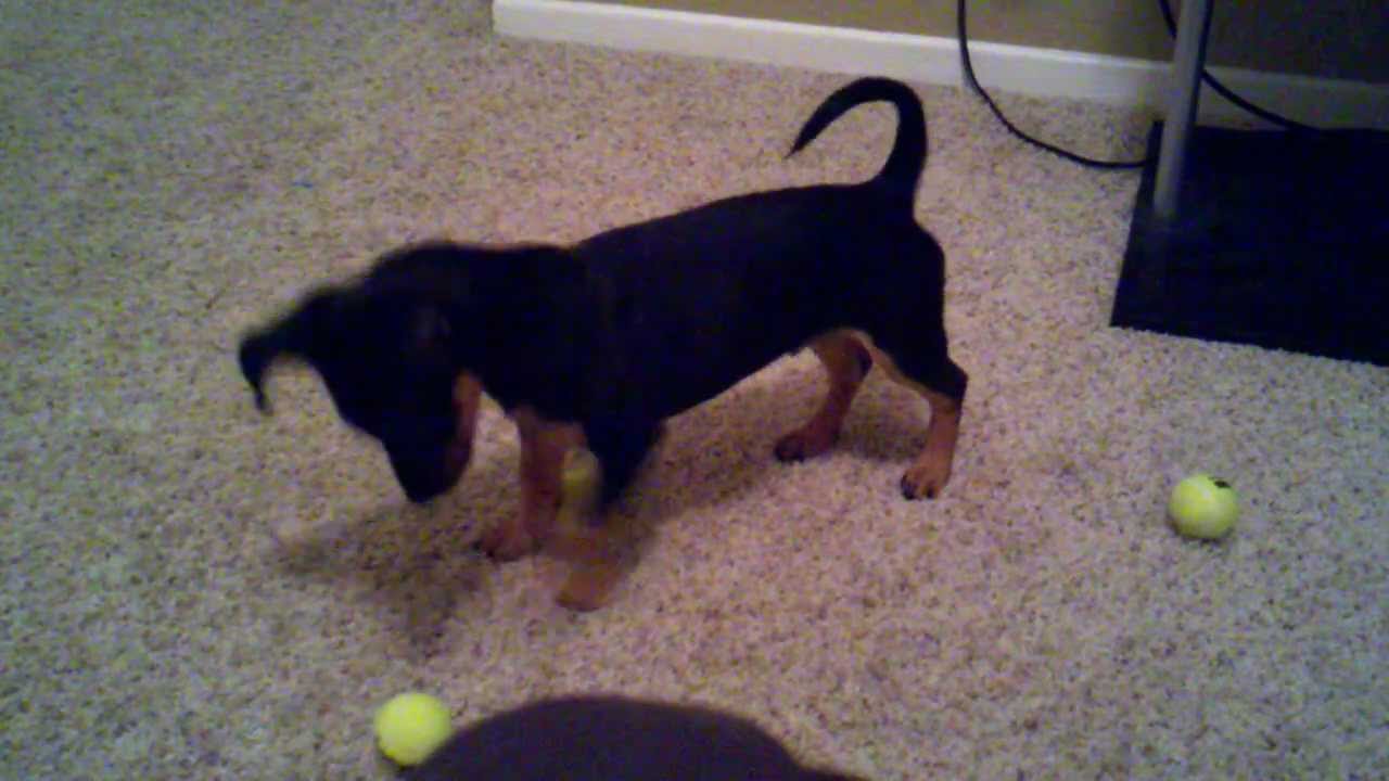 yorkie min pin mix min pin miniature pinsher mix can t decide on yorkie min pin mix min pin miniature pinsher mix can t decide on