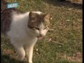 Occlusioni intestinali dei gatti Occlusioni intestinali dei gatti