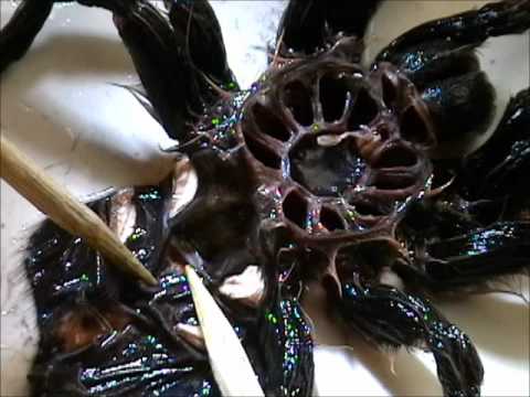 Spider Class 101: A Look inside a Tarantula - YouTube