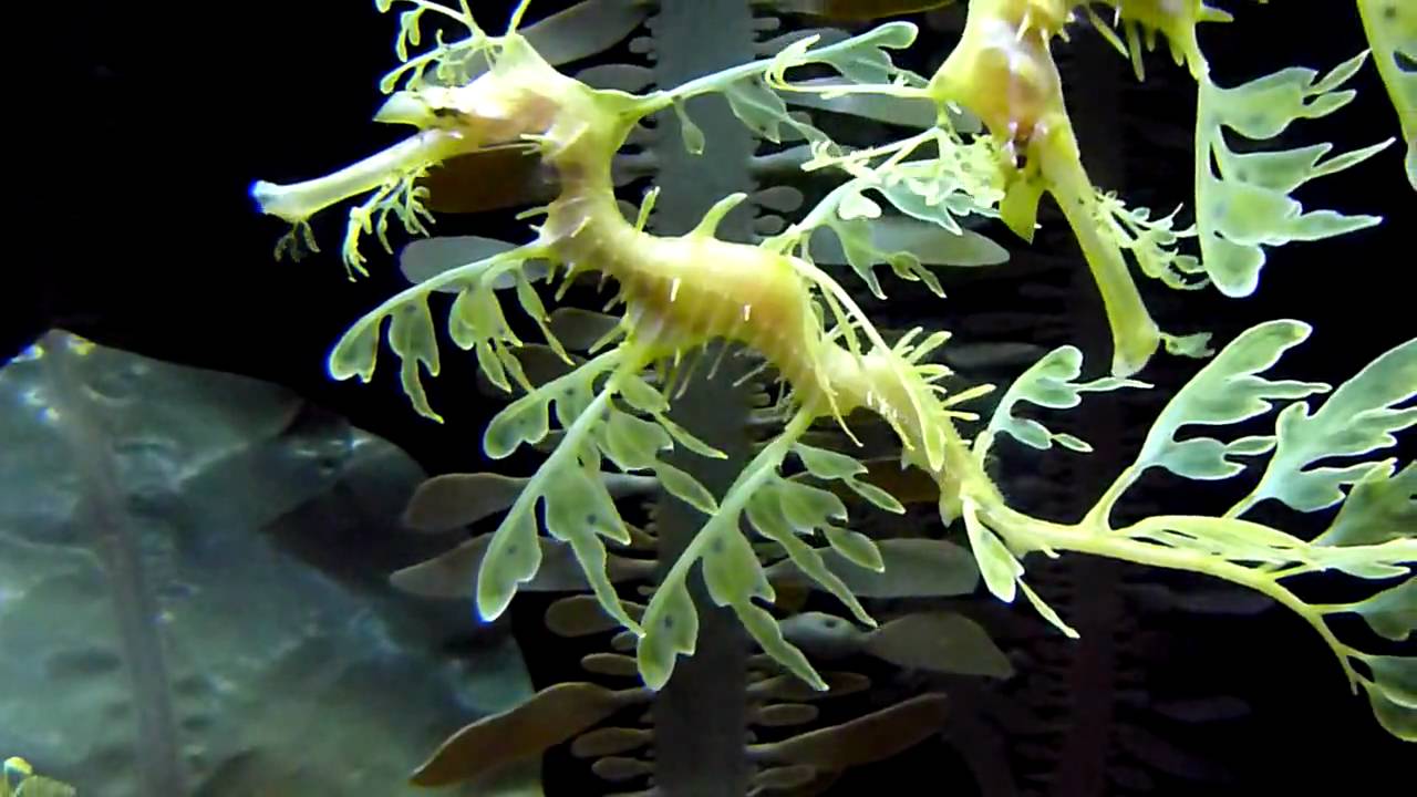 plant seahorse - YouTube